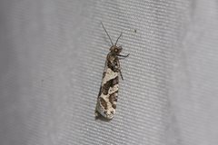 Constrictana notograpta