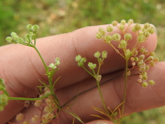 Spermolepis echinata