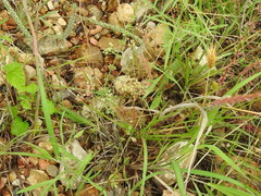 Spermolepis echinata