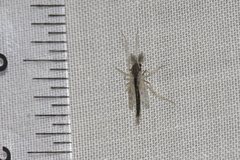 Polypedilum nubiferum