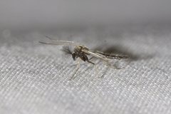 Polypedilum nubiferum