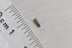 Polypedilum nubiferum