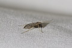 Polypedilum nubiferum