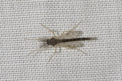 Polypedilum nubiferum