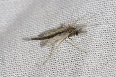 Polypedilum nubiferum