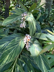 Alpinia nutans