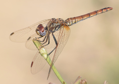 Trithemis annulata