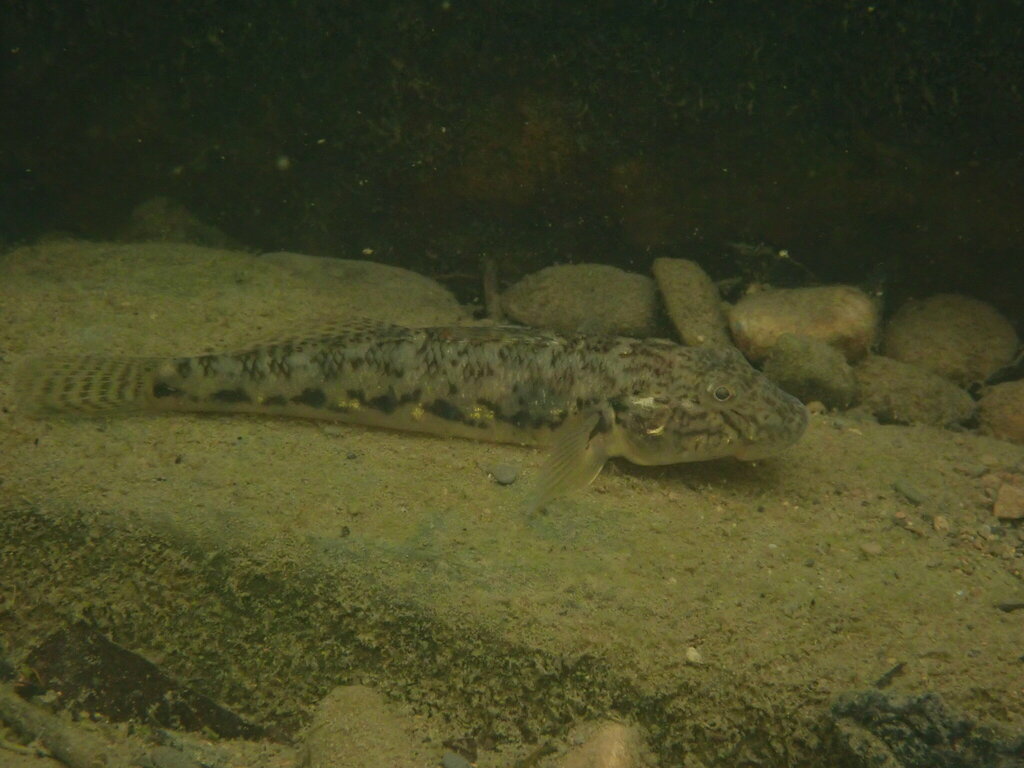 Largesnout Goby