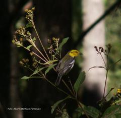 Setophaga chrysoparia