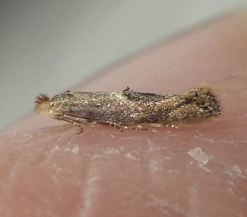 Oak Skeletonizer Moth photo 2