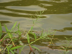 Paspalum repens