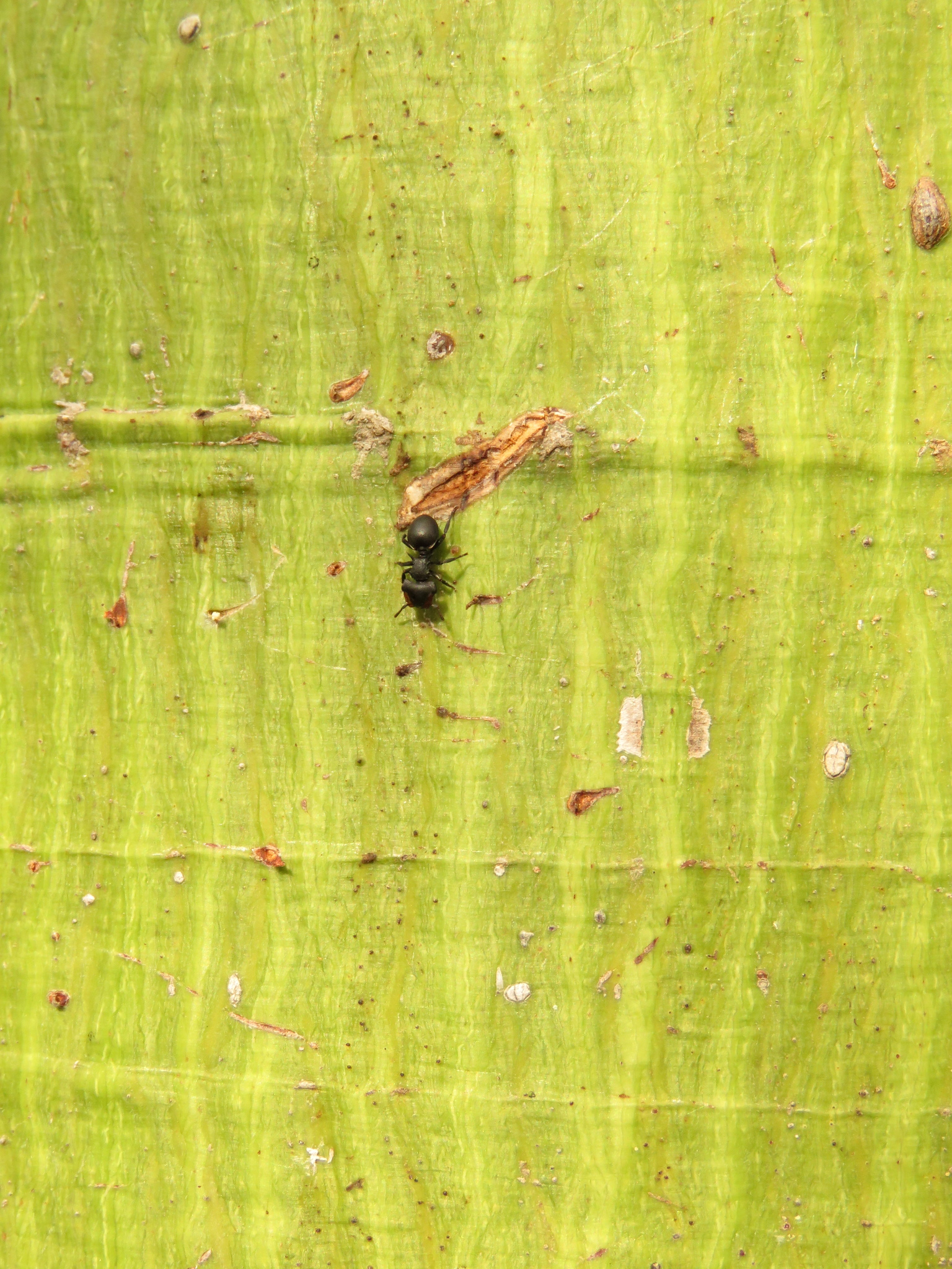 Cephalotes columbicus