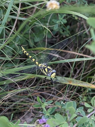 pásikavcovité (Cordulegastridae)