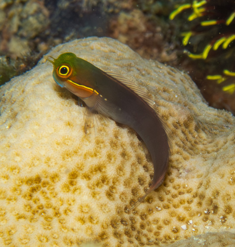 Ooglijn-slijmvis (Ecsenius melarchus) — Blenniidae