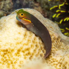 Java Combtooth Blenny photo 1