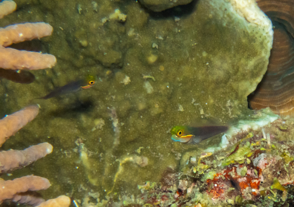 Whitelined coralblenny (Ecsenius melarchus) — Blenniidae