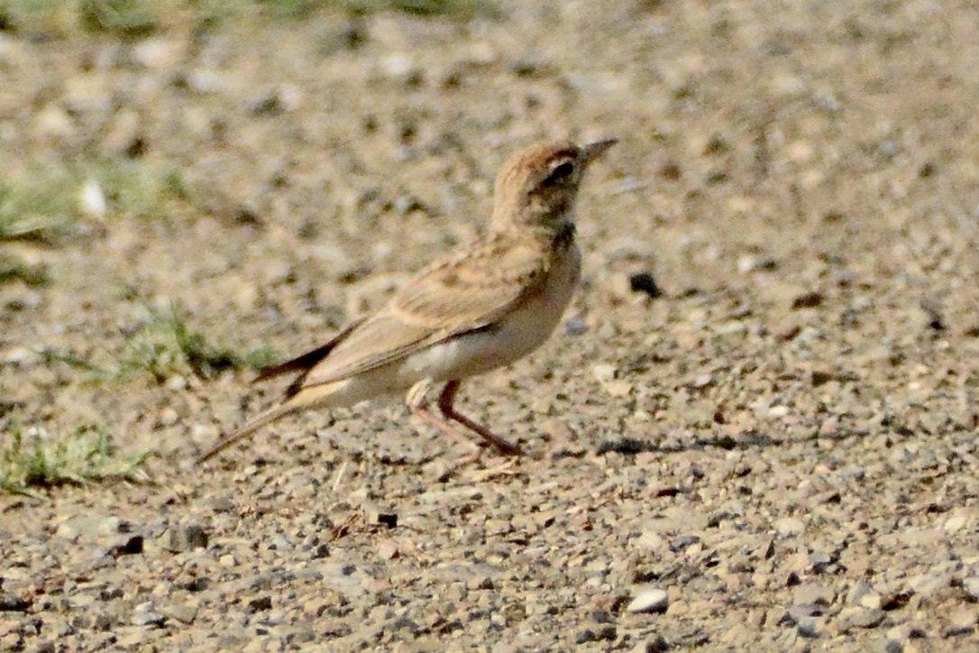 Greater Short-toed Lark