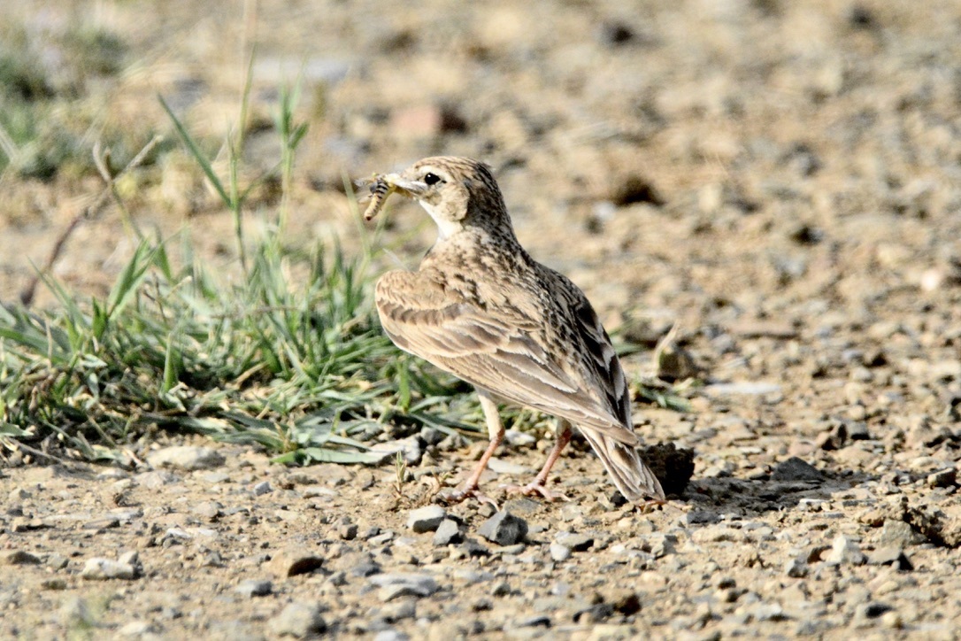 Greater Short-toed Lark