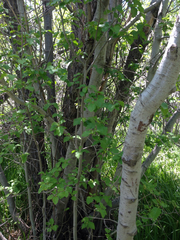 Alnus incana tenuifolia