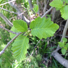 Alnus incana tenuifolia