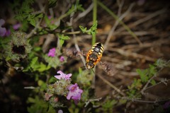 Rhodanthidium septemdentatum