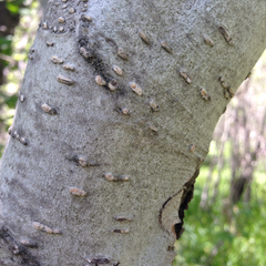 Alnus incana tenuifolia