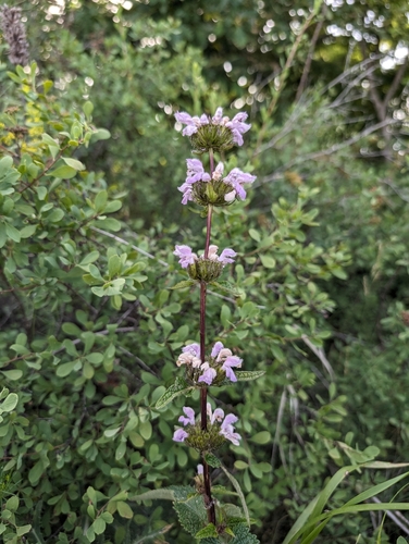 sápa hľuznatá (Phlomoides tuberosa)