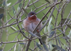 Curruca cantillans albistriata