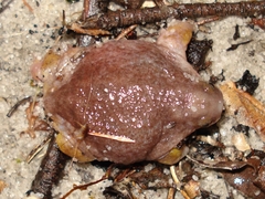 Turtle Frog photo 4