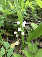 Convallaria