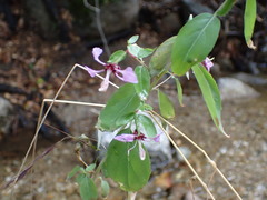 Clarkia unguiculata