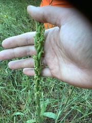 Platanthera michaelii