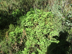 Pelargonium citronellum