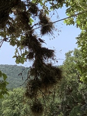 Thryomanes bewickii