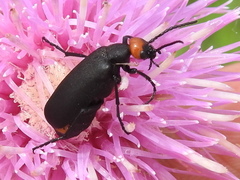 Epicauta atrata