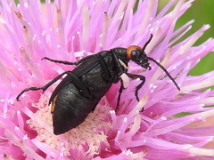 Epicauta atrata