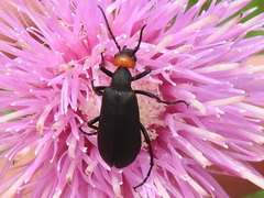 Epicauta atrata