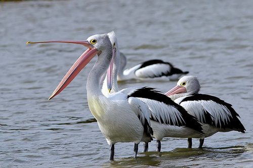 Australian Pelican, photo 4 of 10