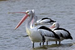 Australian Pelican photo 6