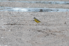 Motacilla flava cinereocapilla