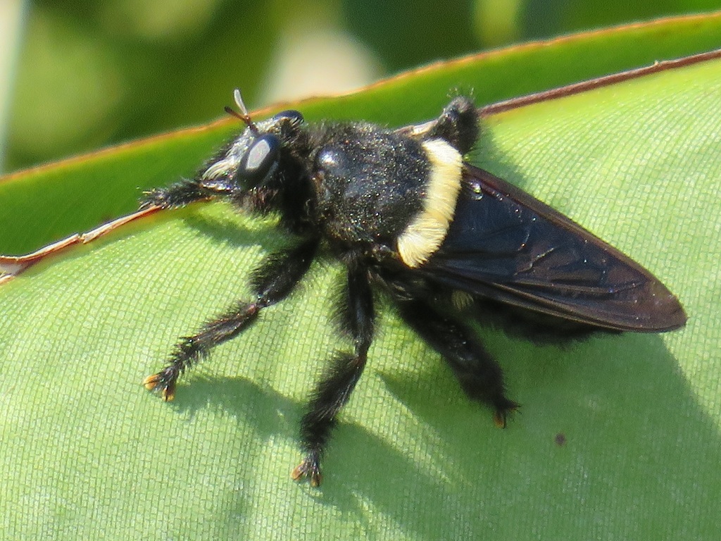 Hyperechia fuelleborni