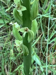 Platanthera michaelii