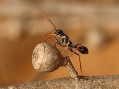 Myrmecia arnoldi