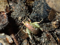 Gammarotettix aesculus