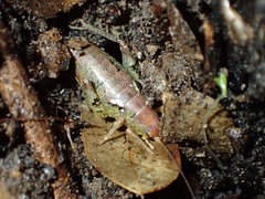 Gammarotettix aesculus