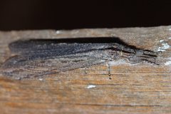 Heoclisis fundata