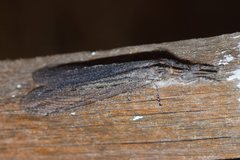 Heoclisis fundata