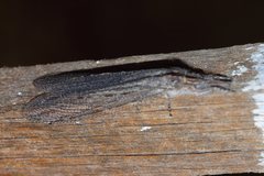 Heoclisis fundata