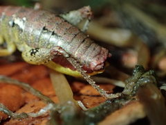 Gammarotettix aesculus