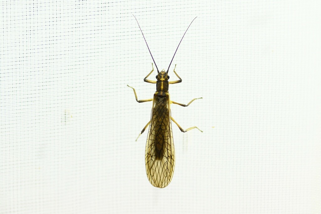 Stavsolus japonicus